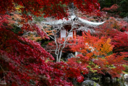 Japan_Autumn_2025 (28/47)
